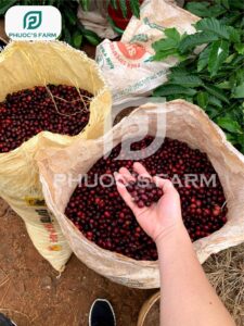 Cà phê chín đỏ 100%