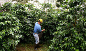 vườn cà phê colombian