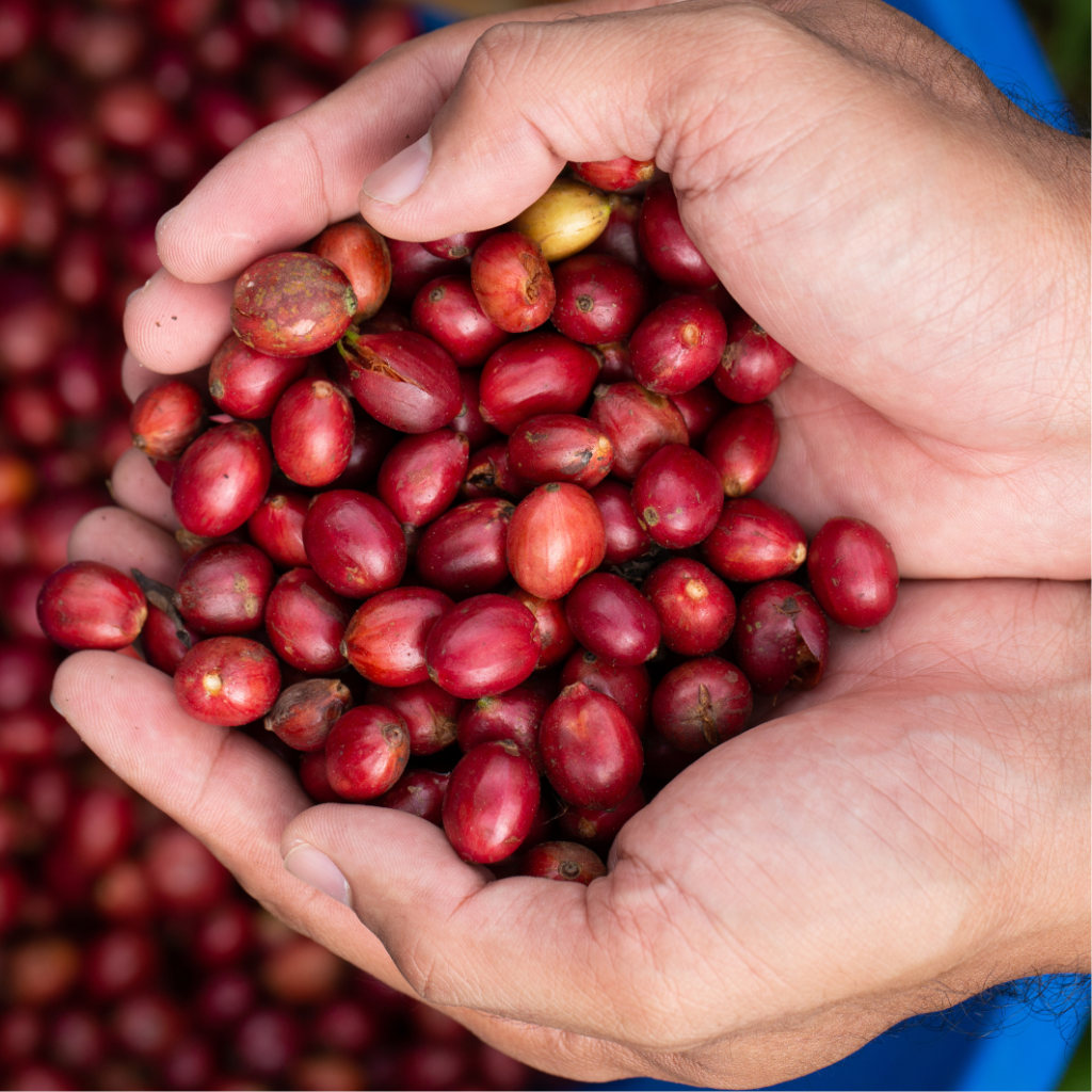 Cà phê Robusta đặc sản Việt Nam