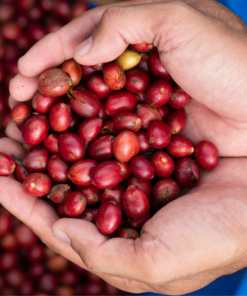 Cà Phê Robusta Việt Nam