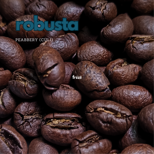 Cà phê Robusta Peaberry (Culi)