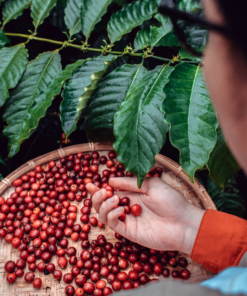 Cà phê Arabica Việt Nam