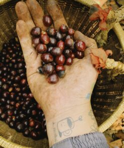 Cà phê Liberica Việt Nam