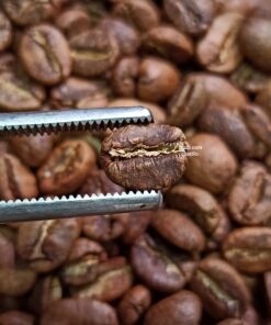 cà phê colombia elpraiso tropical anaerobic