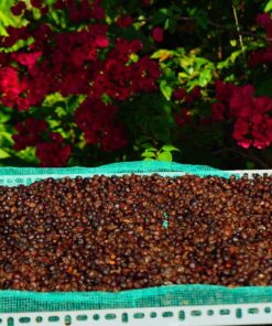 Cà phê Robusta sẻ Thuận tự nhiên